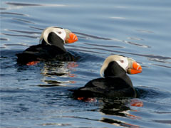 Puffins