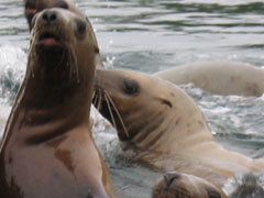 Harbor Seals