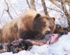 As seen and heard in Alaska Magazine, Black Bear s feeding ion Salmon